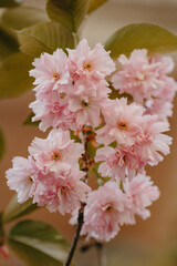 cherry blossom in springtime, closeup of pink flowers