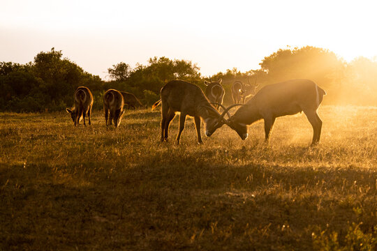 Waterbucks fight