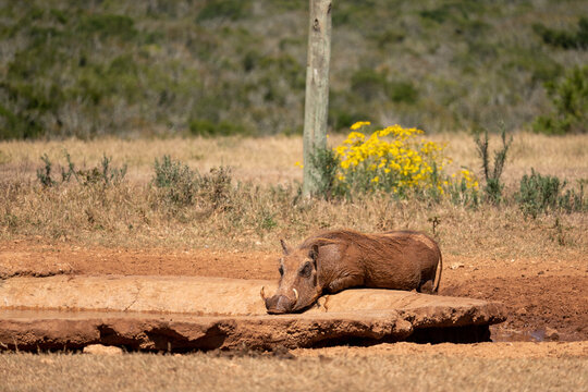 warthog in the savannah