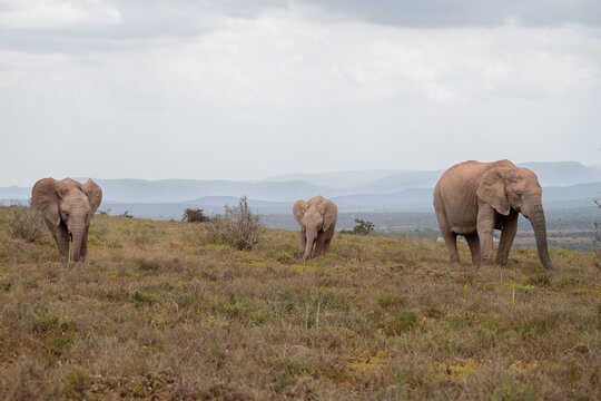 A elephant family is eating