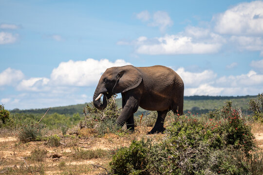 Elephants eat most of the day
