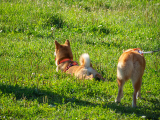 Shiba Inu plays on the dog playground in the park. Cute dog of shiba inu breed walking at nature in summer. walking outside. 