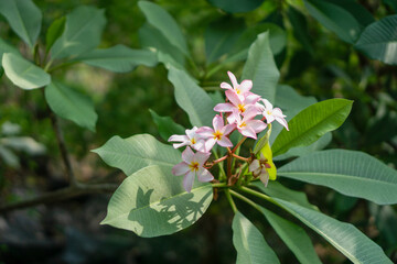 pink flowers