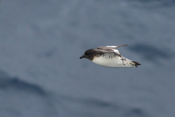 Cape petrel (Daption capense)