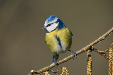 Blaumeise