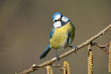 Blaumeise
