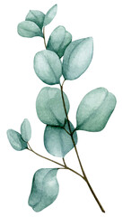 Eucalyptus branch. Watercolor element. Botanical illustration for the design of invitations, cards, congratulations, logos, labels, stationery. Wedding, anniversary, birthday design.  © Alyona Pugachova