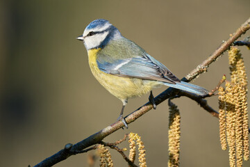 Blaumeise