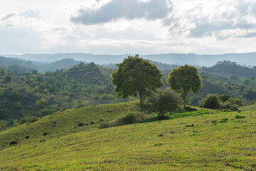  Close up of trees on the top of the hill. Green hills and trees at aceh besar, Indonesia.