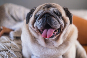 Funny close up portrait of old pug dog with female owner laying in backgorund. Concept of best...