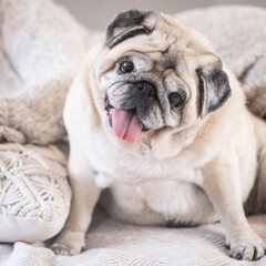 Funny portrait of old dog sitting. Nice pug brown smile at the camera. Concept of animal owner and domestic lifestyle. Best friend forever canine friendship.