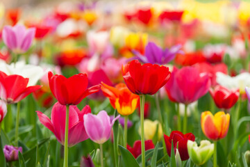 いろとりどりの花壇