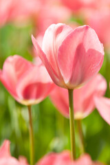 ピンク色のチューリップ