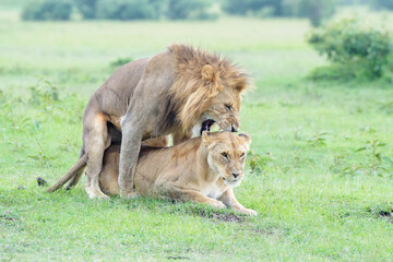 Lion (Panthera leo) pair, mating on savanna, looking up, Masai Mara national reserve, Kenya.