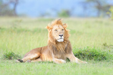 Lion (Panthera leo) male, lying down on savanna, looking up, Masai Mara national reserve, Kenya. - obrazy, fototapety, plakaty