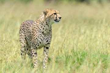 Cheetah (Acinonyx jubatus) standing on savanna, looking around, Masai Mara National Reserve, Kenya, Africa