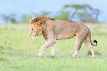 Lion (Panthera leo) male, walking on savanna, Masai Mara national reserve, Kenya.