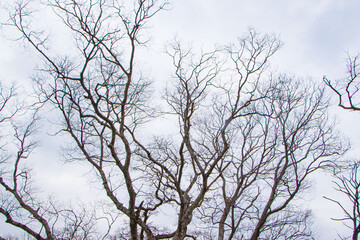 Vector Collection of Stylized Branch Silhouettes