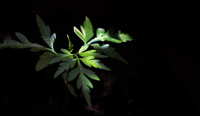 Small young tree sapling putting out its first spring leaves. Highly lighted leaves with dark background