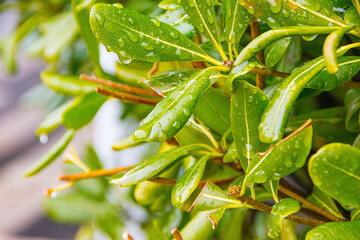Big water drop on the green grass. Dew drop in the morning on a green leaf. green leaf with drops of water. Big beautiful drops of transparent rainwater on green leaves. with copy space