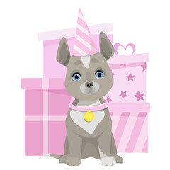 A gray cute dog sits in a birthday cap and pink gift boxes in the back