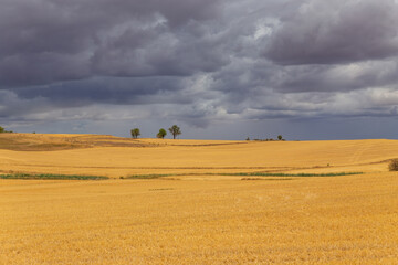 view of a crop field in Spain