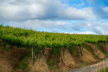 Fototapeta na wymiar vineyard plantation on a sunny day, basque country spain. Way of Saint James, El Camino de Santiago