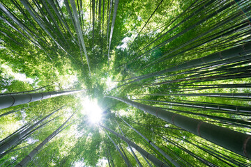 Fototapeta na wymiar 竹林を煽り見る構図の風景素材