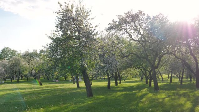 Spring of blooming garden in city park. Cherry and apple fruit trees are blossom flowers. A lot people relax with children lying on blanket and leisure time on green grass. Light of sun rays at sunset