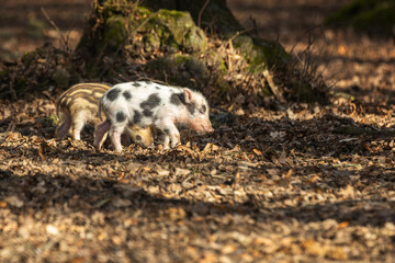 Little wild pigs standing in a leafy forest looking for food.