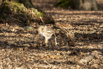 Little wild pigs standing in a leafy forest looking for food.