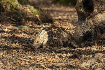 Little wild pigs standing in the forest among big wild pigs