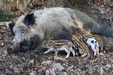 Little newborn piglets lying on their side nursing from their big pig mother.