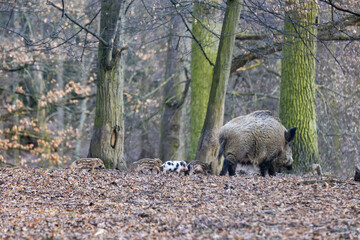 Little born piglets walking through the forest after their mother big pig
