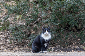 A black cat sitting on the side of the road, a green bush in the background.