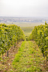 Fototapeta na wymiar Vine plants growing on a vineyard on a hillside in mainz zornheim, end of september during harvest, vertical shot