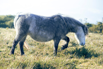 white horse grazing in a meadow
