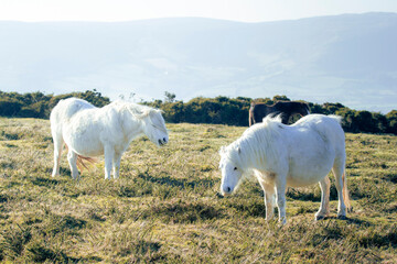 two white wild horses in mountain