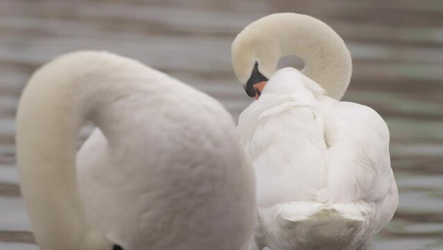 Couple of White Swans preening feathers on a riverbank, CloseUp portrait 