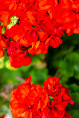 Beautiful roses in spring garden. Valentines day background