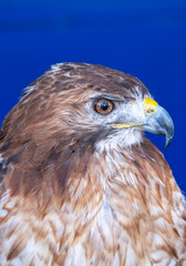 Common buzzard or Buteo buteo, predatory bird, raptor.