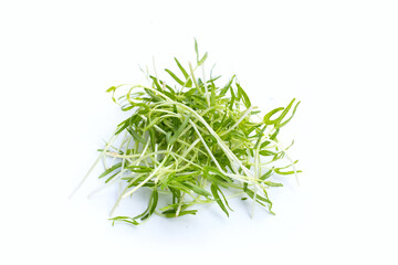 Water spinach sprouts. Organic vegetables