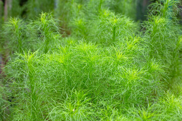 Dog fennel (Eupatorium capillifolium) in the garden