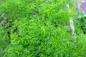Dog fennel (Eupatorium capillifolium) in the garden