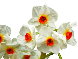 Obraz premium Spring flowers daffodils isolated on white background. White flower with an orange center. A daffodil bud. Spring nature background with Daffodil yellow flowers, selective focus.