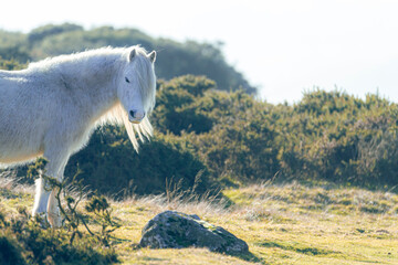 white horse in a field