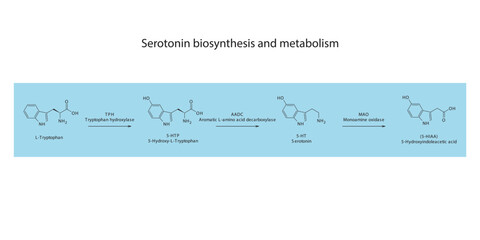 5HT Serotonin biosynthesis and metabolism pathway scientific diagram  horizontal orientation on blue background. - obrazy, fototapety, plakaty