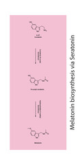Melatonin biosynthesis pathway via 5HT Serotonin scientific diagram  vertical orientation on purple background.