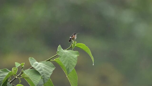 beautiful wild hummingbird perched on a branch with rainy day