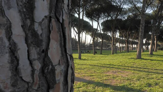 il parco degli acquedotti, in Roma, con i suoi rigogliosi pini marittimi